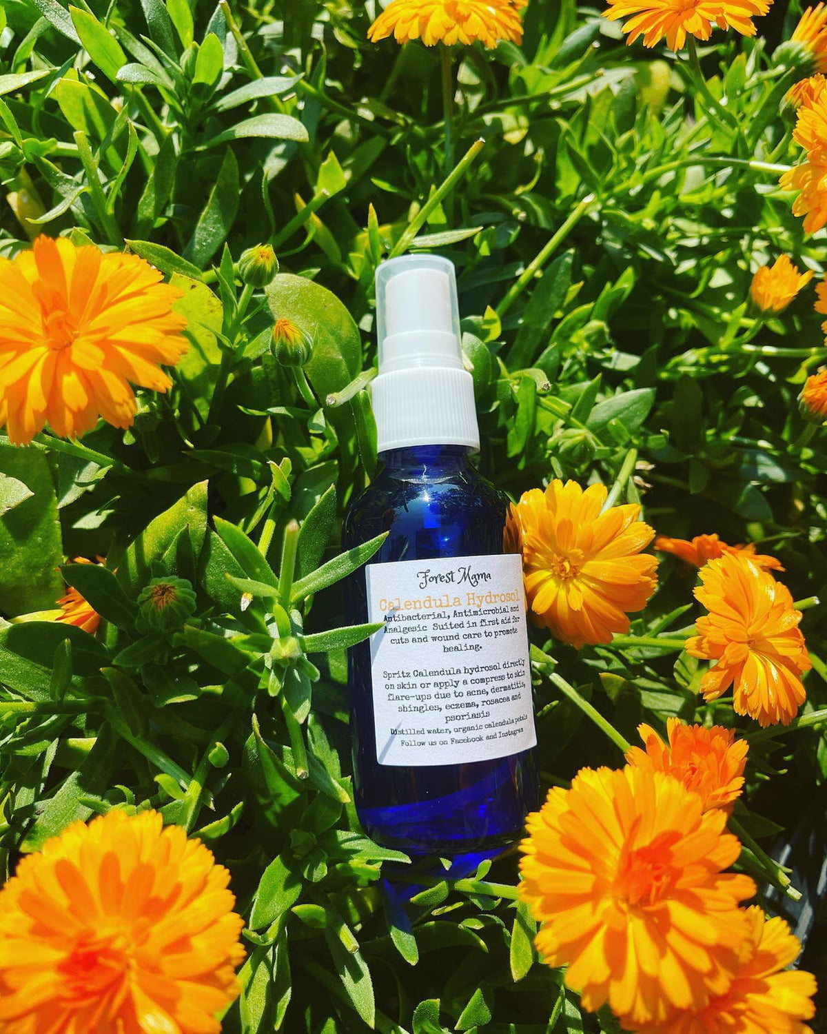 Calendula Hydrosol by forestmama, distilled from organic calendula flowers in Manitoba