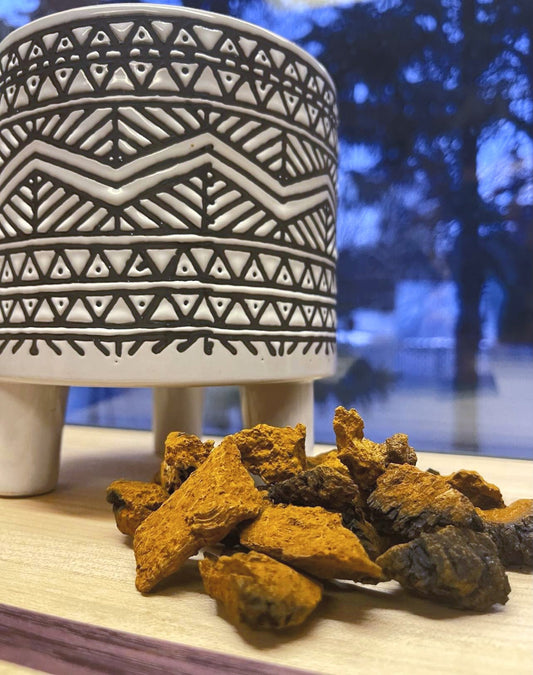 Chaga Chunks 2 oz, wildcrafted birch conk pieces for brewing as a tea, by forestmama