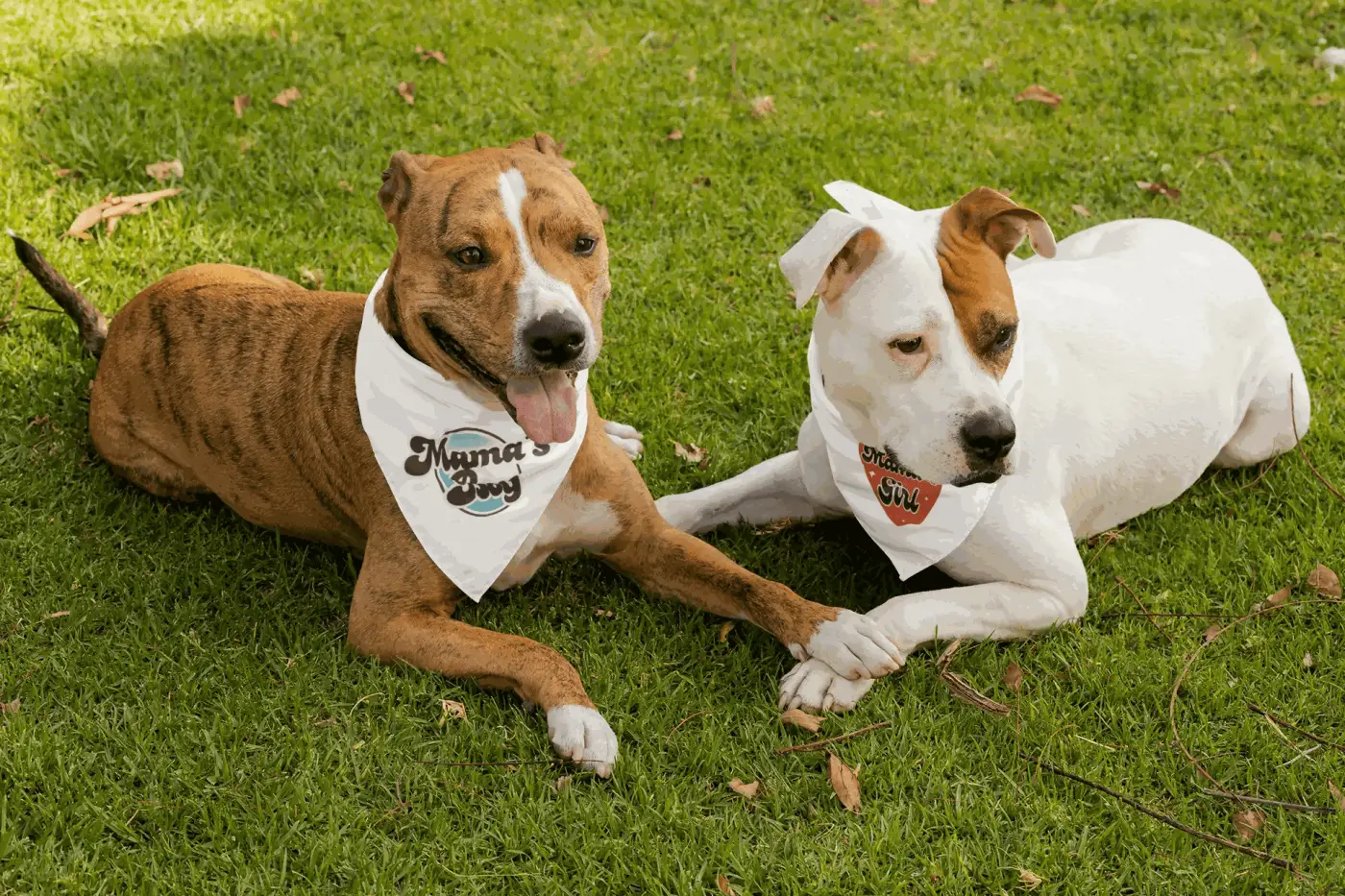 Brown dog wearing a pure wash white bandana from the mama’s boy collection with black script and teal design