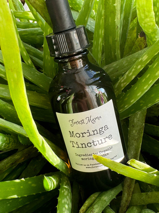 Moringa Tincture 2 oz, made with organic moringa leaf by forestmama in Manitoba
