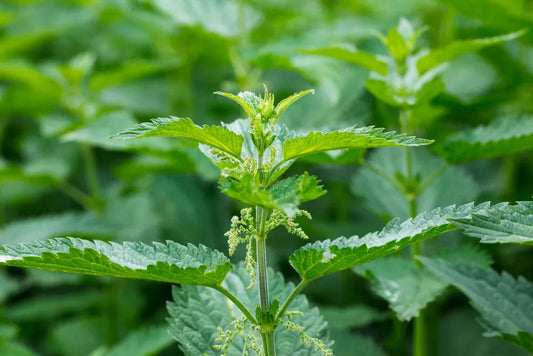 Nettle Tincture 2 oz, made from wild-harvested stinging nettle by forestmama