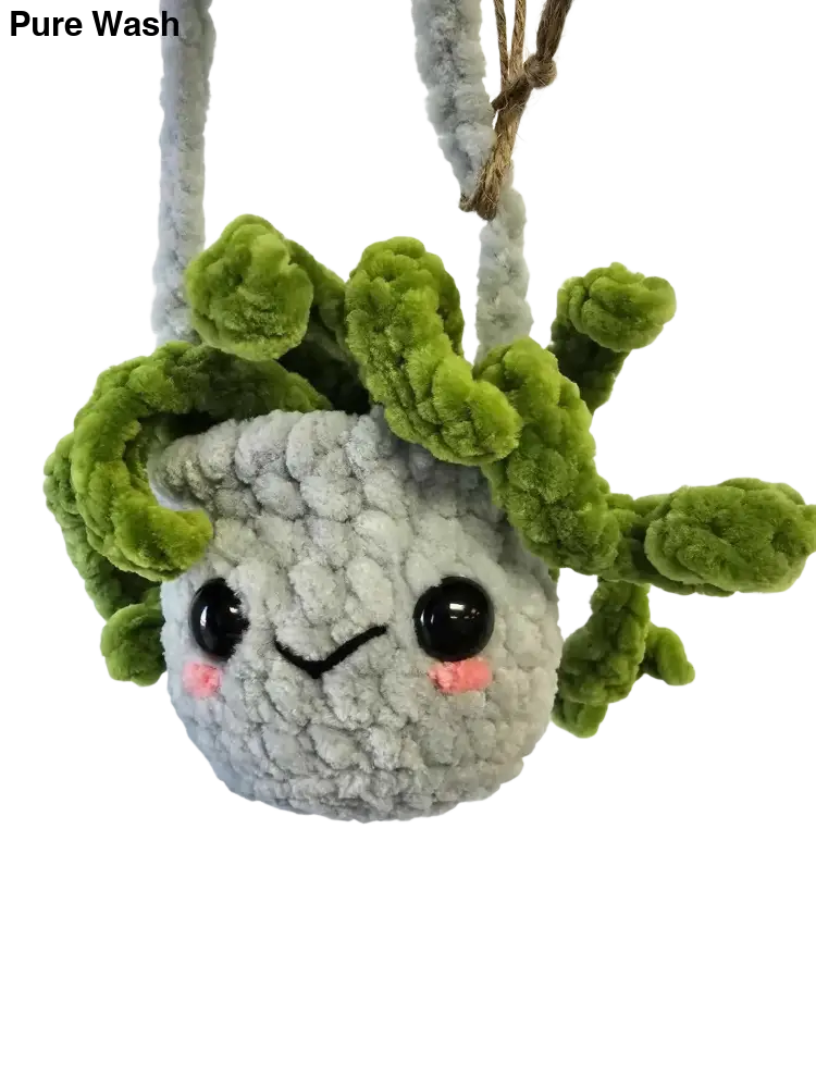 Spider plants - Pure Wash