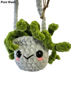 Spider plants - Pure Wash