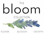 The BLOOM Collection - Pure Wash