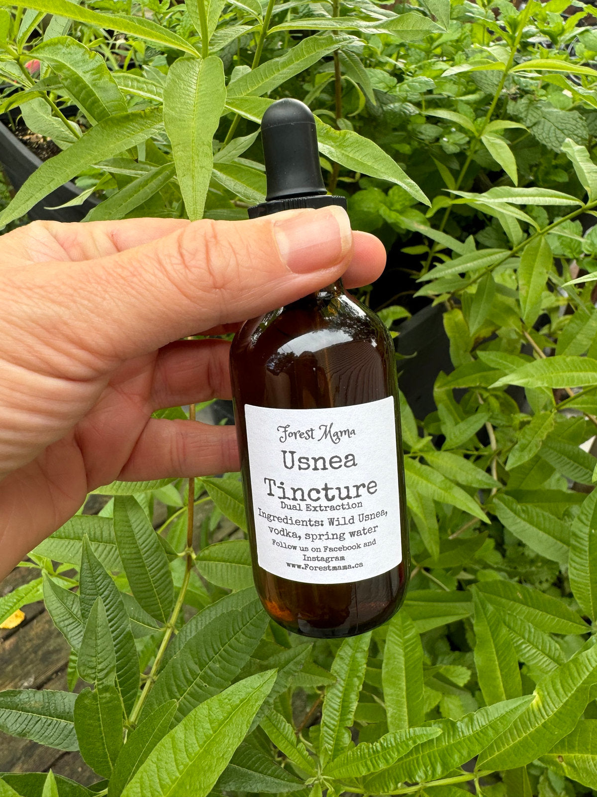 Usnea Tincture 2 oz, made from wild-harvested usnea lichen by forestmama