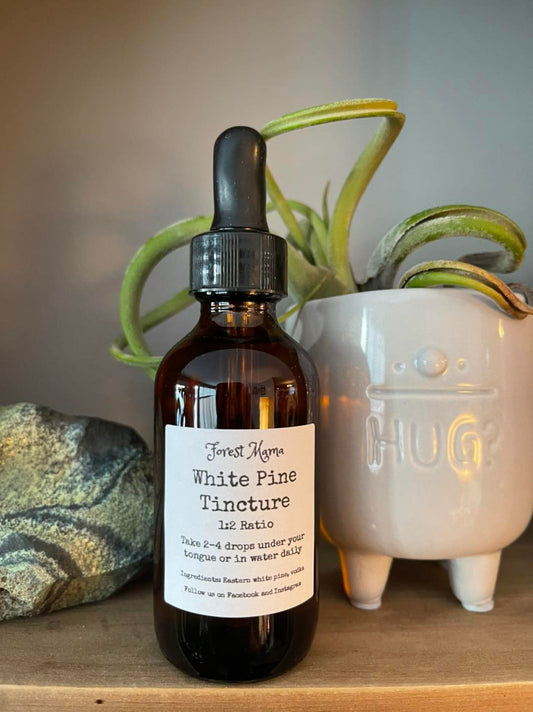 Eastern White Pine Tincture 2 oz, made from wildcrafted pine needles by forestmama
