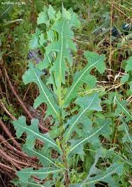 Wild Lettuce Tincture 2 oz, a wild-harvested herbal tincture made in Manitoba by forestmama